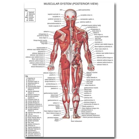 L Anatomie Humaine Muscles Syst Me Art Silk Affiche En Tissu Impression X Pouces Corps Carte