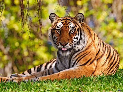 Animals HD wallpapers - new technology web