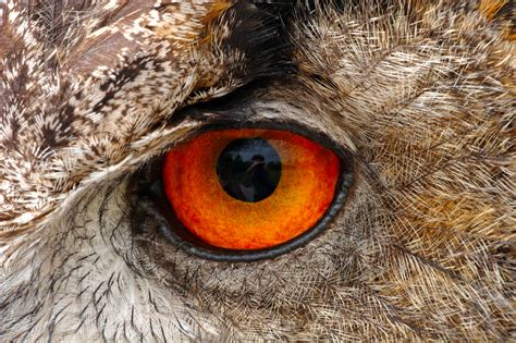 European Eagle Owl Eye Macro Birds Wildlife Photography By Martin