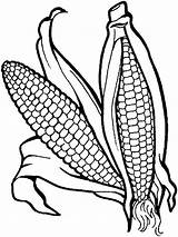 Corn Coloring Vegetables Colour Vegetable Garden Printable Recommended Mycoloring sketch template