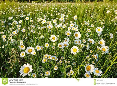 Spring Meadow Sun Camomile Photo For Backgrounds Desktop Cover