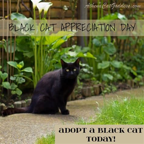 The book features over 100 black cats from all over the world, including celebrity cats from youtube and instagram, as well as furball fables' very own black cat. Athena Cat Goddess Wise Kitty: Black Cat Appreciation Day ...