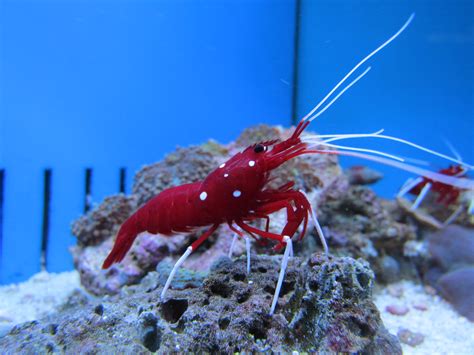 Pistol Shrimp Facts That Are More Harmless Than It Looks Facts Net