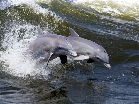 Black Sea Dolphins Found To Speak In Sentences Responding In Turn