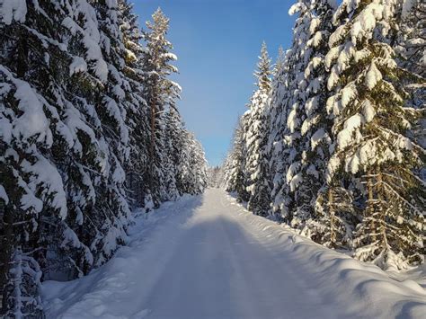 Winter Wonderland In Hedmark County Norway Stock Image Image Of Scene