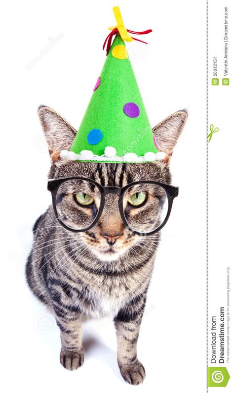 Party Cat Stock Image Image 26312151
