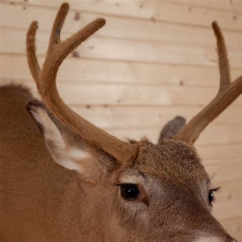 Excellent 6 Point Whitetail Buck Deer In Velvet Taxidermy Shoulder Mou