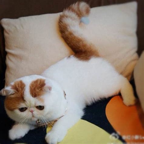 Snoopybabe The Definitive Gallery Of Instagrams Cutest Cat
