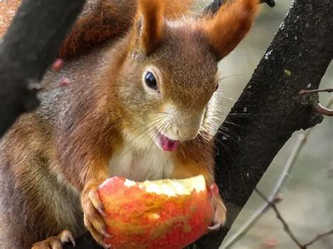 Can You Feed Squirrels Apples Mastery Wiki