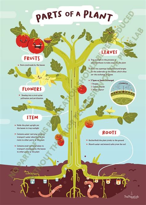 Plant Anatomy Classroom Science Poster Art Print From Leaves Etsy