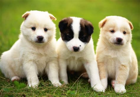 Baggrunde : bulldog, hundehvalp, hunde, snude, hund som pattedyr