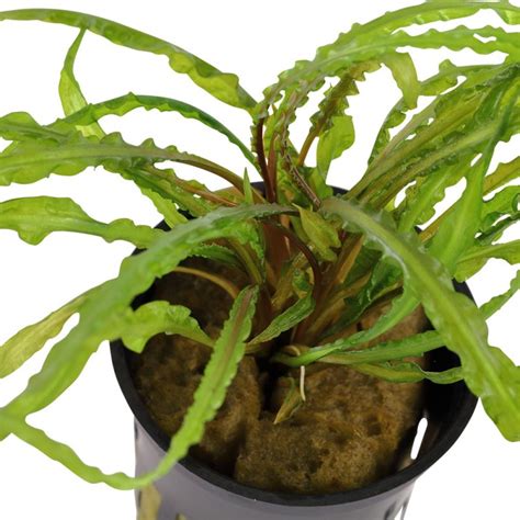 Som mange andre cryptocoryner kræver den en tilvænningsperiode inden væksten for alvor starter. Cryptocoryne crispatula - Tropica Aquarium Plant