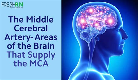 The Middle Cerebral Artery Areas Of The Brain That Supply The Mca