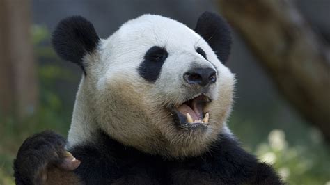 Panda Ecosia Images