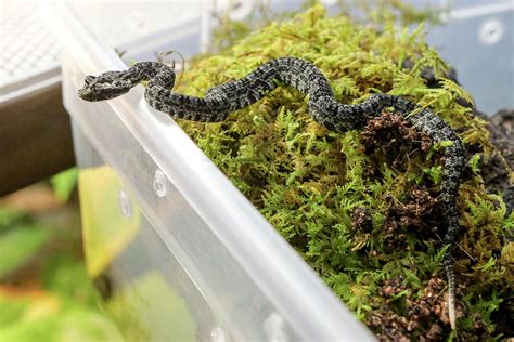Baby Rattlers Rare Vipers Hatch At Zoo