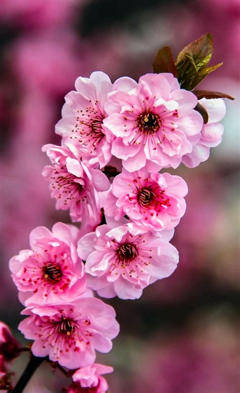 Beautiful Pink Blossoms Nature Photography Flowers Flower Landscape