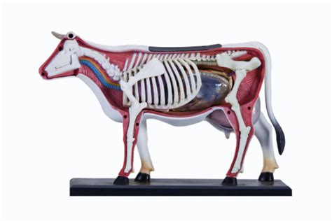 Cow Anatomy Model Stock Photo Download Image Now Istock