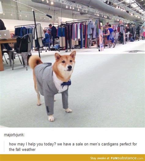 Make doge memes or upload your own images to make custom memes. doge got a job - FunSubstance | Doge meme, Dog memes ...