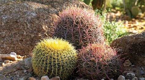 The Fish Hook Barrel Cactus Is A True Sonoran Desert Beauty Phoenix