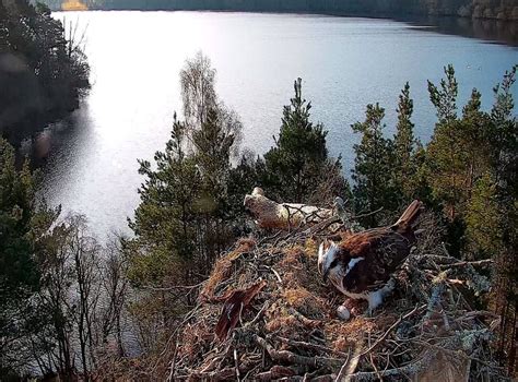 Female Osprey Lays Third Egg Of The Season At Loch Reserve Indy100