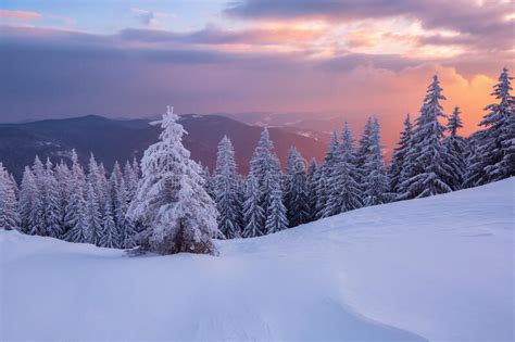 Awesome Sunrise High Mountains With Snow White Peaks Winter Forest