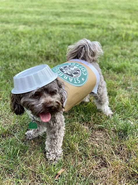 7 Irresistible Diy Halloween Costumes For Small Dogs Craft And Sparkle