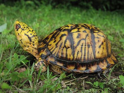 What You Should Know About Eastern Box Turtles Box Turtle Eastern Box Turtle Turtle