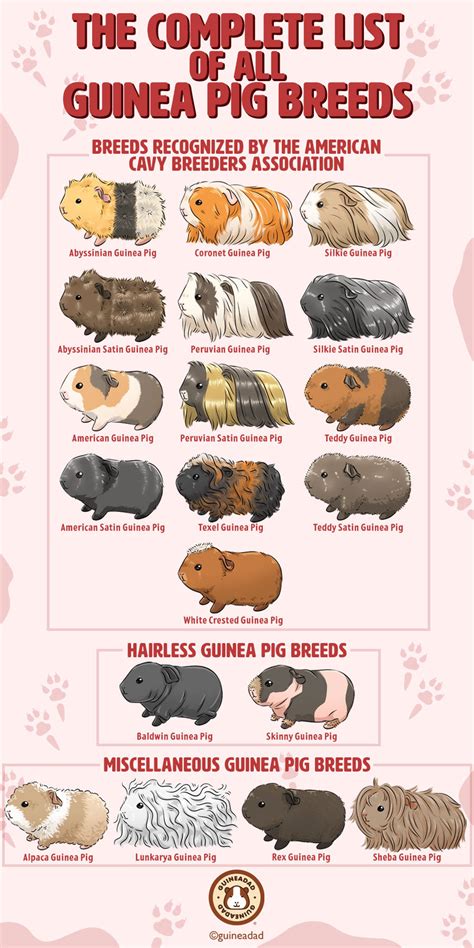 The Complete List Of All Guinea Pig Breeds Guineadad