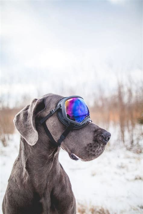 Gray Dog Wearing Black Snow Goggles Photo Free Dog Image On Unsplash