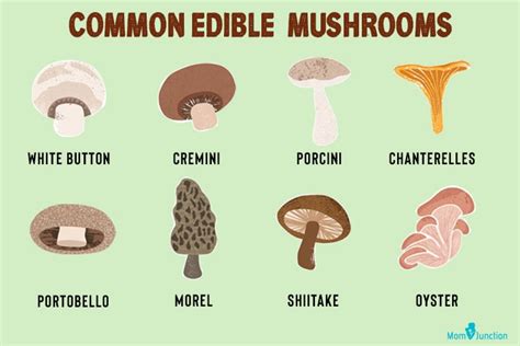 Edible Mushrooms List