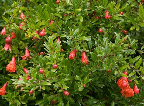 Punica Granatum Nana X25 Seeds Dwarf Pomegranate Houseplant Patio Plant