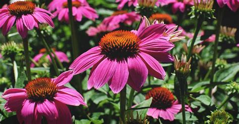 Growing Echinacea The Complete Guide To Plant Grow And Harvest Echinacea