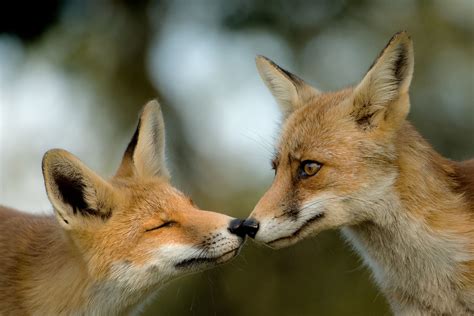 Sweet Love Love Is Sweet Animals Fox