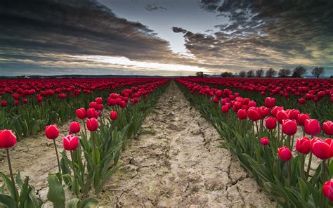 Images Red Tulip Sky Fields Flower Many Clouds 1920x1200