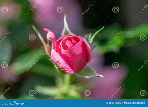 Close Up Of A Pink Rose Bud About To Burst Into Bloom Stock Photo