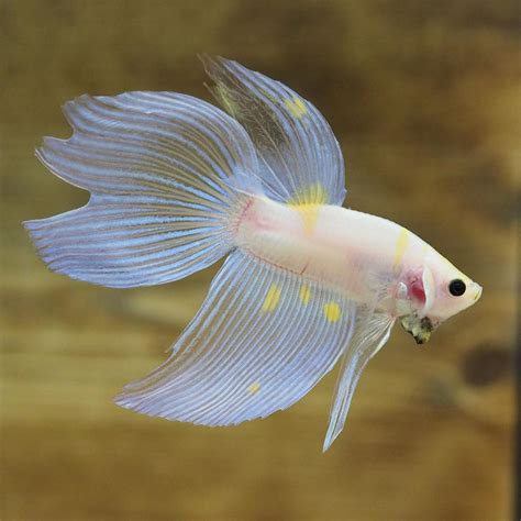 Very Nice Translucent Spade Tail Betta Fish With Yellow Spot On His Fins