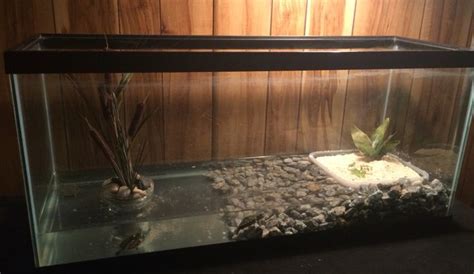 Our Turtle Aquarium Red Eared Sliders With Sandbox Turtle Aquarium Pet Turtle Red Eared Slider