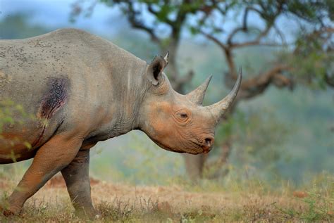 South Africa Cuts Rhino Poaching By Half Minister Courthouse News