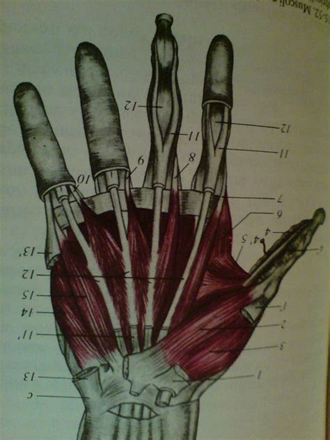 Left Hand Anatomy Flickr Photo Sharing