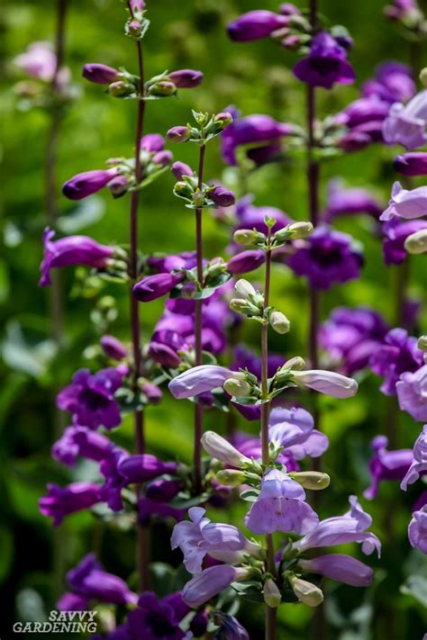 Long Stem Plant With Purple Flower Best Flower Site