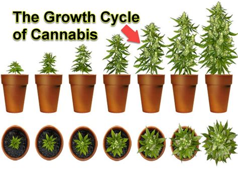 The Growth Cycle Of Cannabis