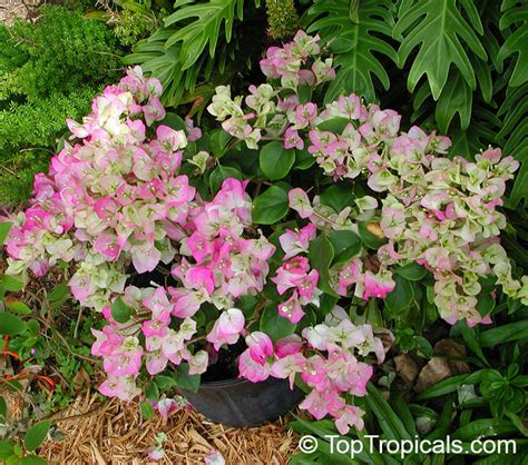Bougainvillea is one of the few companies manufacturing this product. Bougainvillea Double Imperial Delight, Pinky-White ...