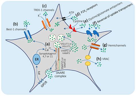 Cells Free Full Text Astrocytes Maintain Glutamate Homeostasis In