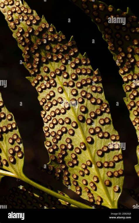 Spores Lines And Spots On Underside Of Fern Leaves Stock Photo Alamy