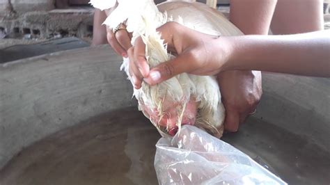 O Que é Cloaca Da Galinha