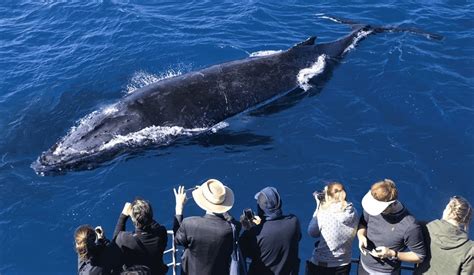 Top 19 Best Whale Watching Places In The World – The Strong Traveller