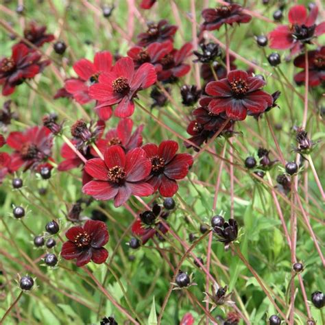 We did not find results for: Best Smelling Flowers in the World | The List of Top 10 ...
