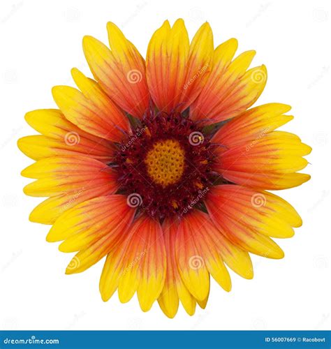 Orange Dahlia Flower Stock Image Image Of Isolated Color 56007669