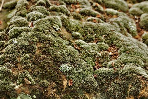 Moss And Lichens Close Up Free Stock Photo Public Domain Pictures