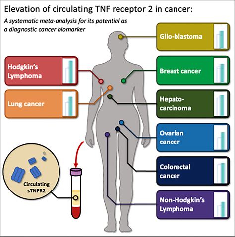 Frontiers Elevation Of Circulating Tnf Receptor 2 In Cancer A